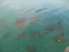 Rhinoptera steindachneri