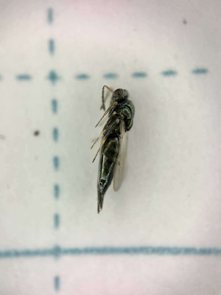 Barraya Insect Baryscapus from Delta, Walnut Grove, CA, US on January 15, 2025 at 04: ...