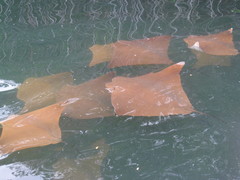 Rhinoptera steindachneri