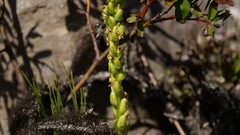 Platanthera huronensis