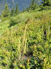 Pedicularis bracteosa