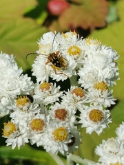 Xestoleptura