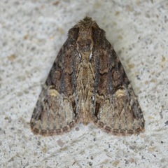 Phosphila turbulenta