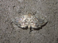 Lygropia rivulalis