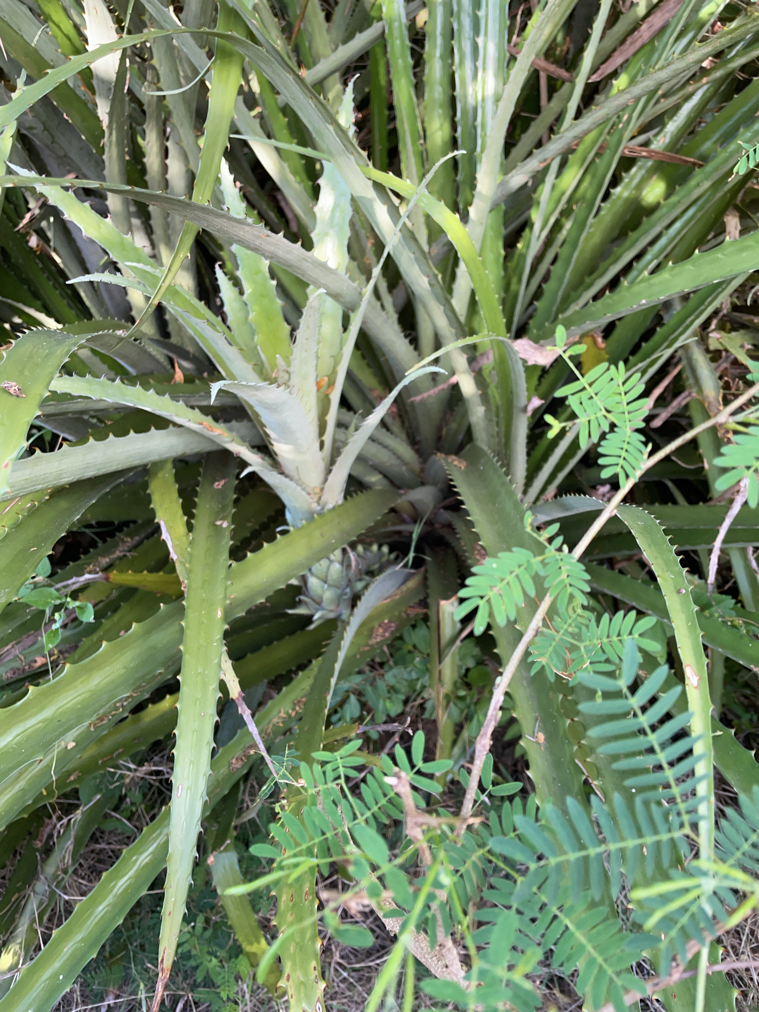 Imagem de Caraguatá