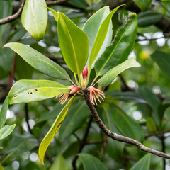 Bruguiera gymnorhiza, photograph Piotr Lukasik, CC BY, iNaturalist via GBIF