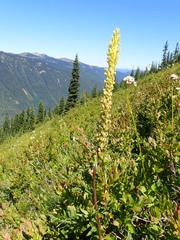 Pedicularis bracteosa