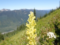 Pedicularis bracteosa