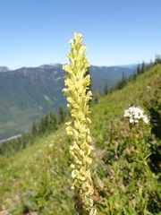 Pedicularis bracteosa