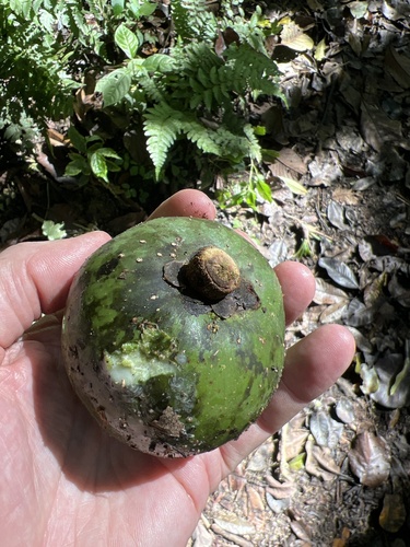 Pouteria viridis, photograph 1