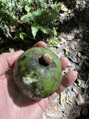 Pouteria viridis