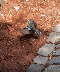 Fringilla coelebs moreletti