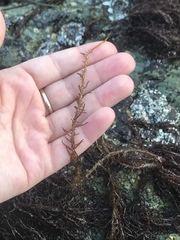 Cumagloia andersonii