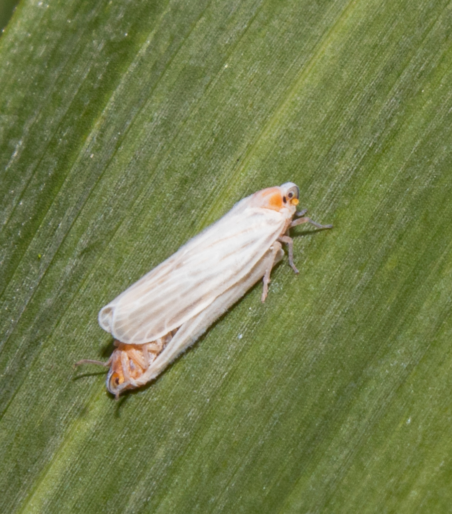 Persis takiyae