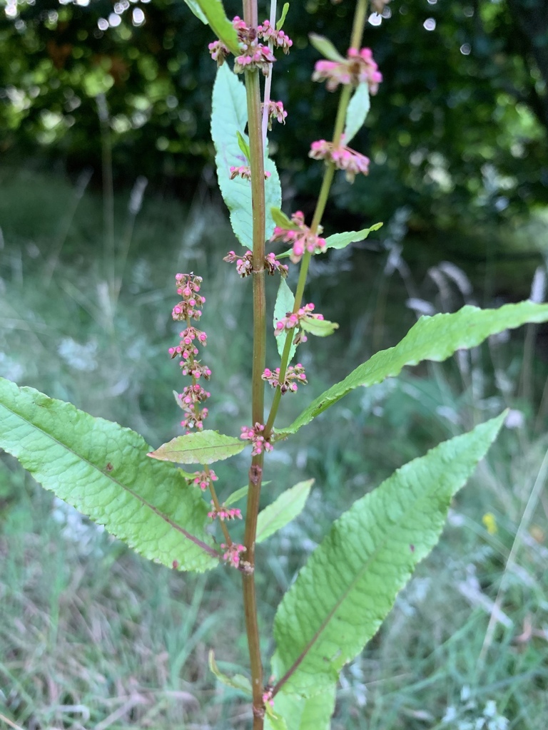 Rumex sanguineus — a medium houseplant, prefers full sun light