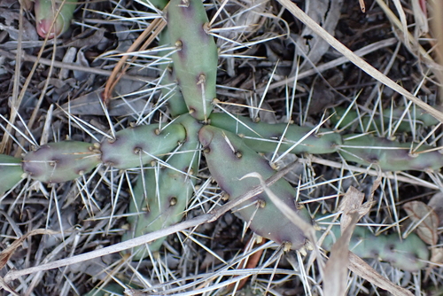 Image of Opuntia drummondii by (c) Peter Burka, some rights reserved (CC BY-SA)