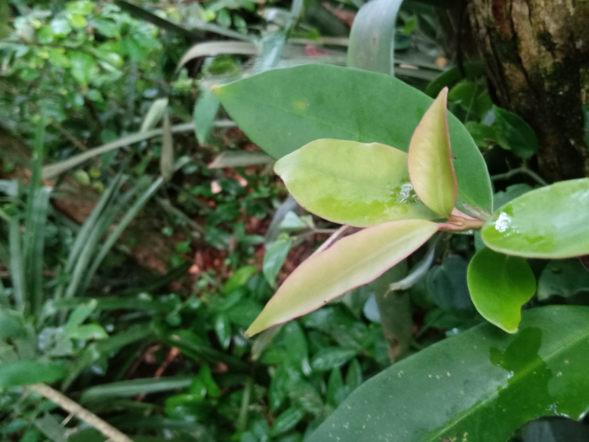 Imagem de Maria-preta