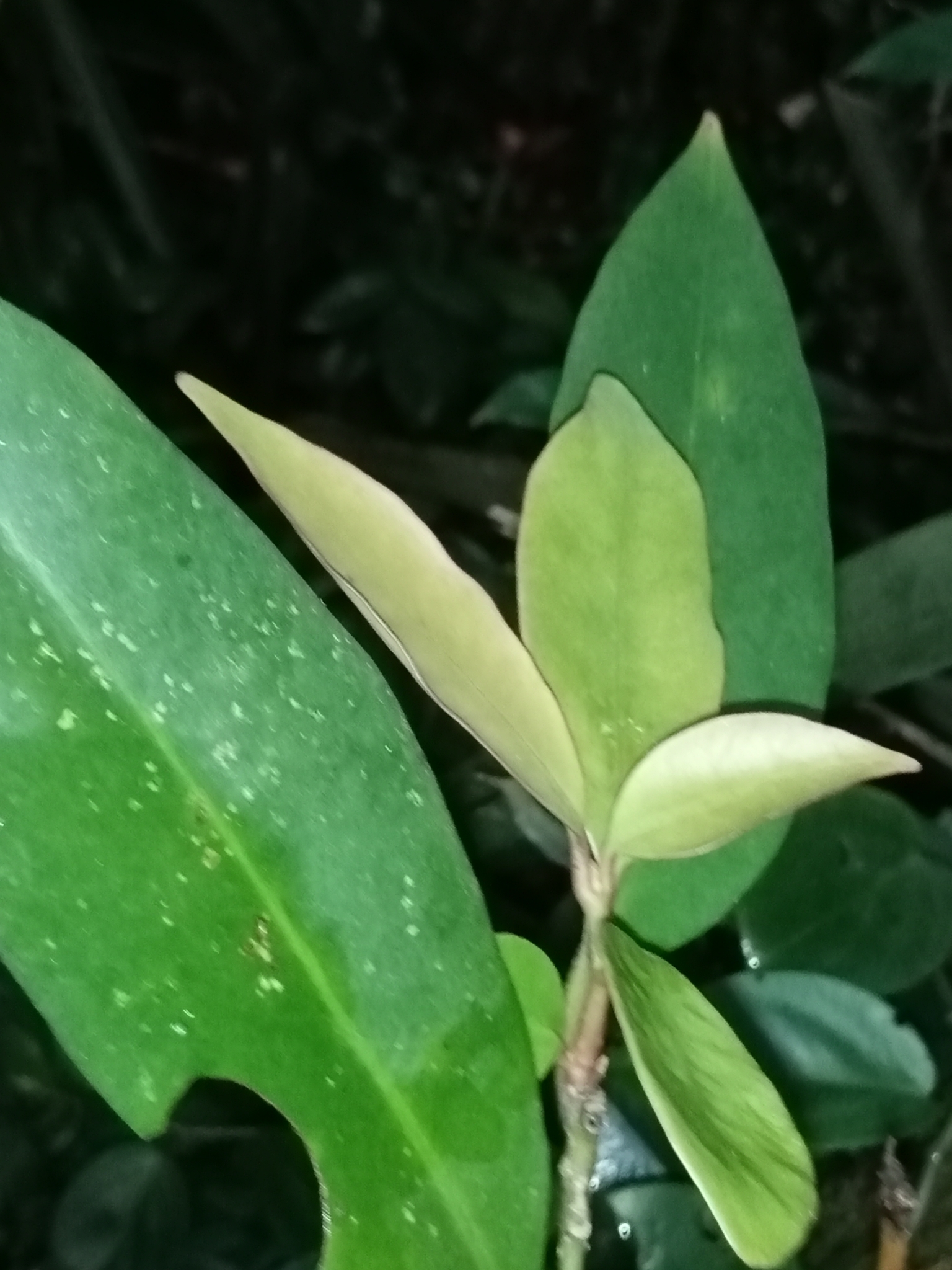 Imagem de Maria-preta