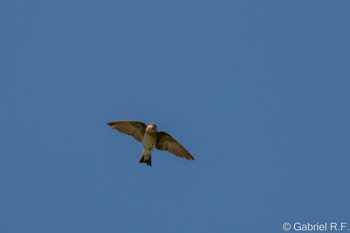 Tawny-headed Swallow (Alopochelidon fucata), photo 6