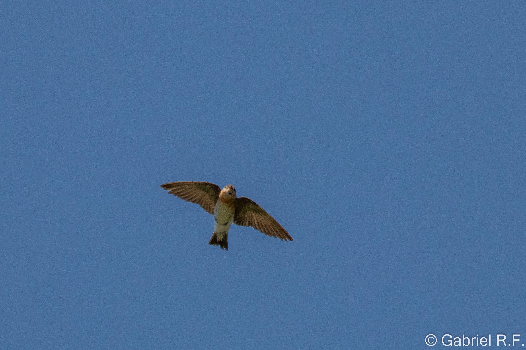 Tawny-headed Swallow (Alopochelidon fucata), photo 4