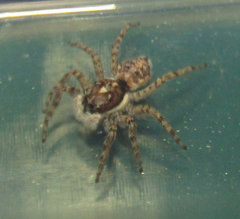 Menemerus semilimbatus