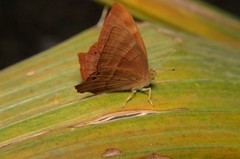Abisara bifasciata