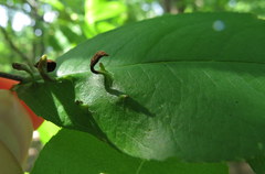 Eriophyes cerasicrumena