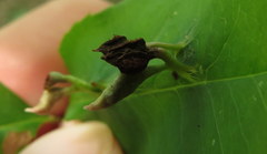 Eriophyes cerasicrumena