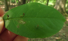 Eriophyes cerasicrumena