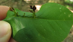 Eriophyes cerasicrumena