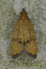 Psilocorsis quercicella