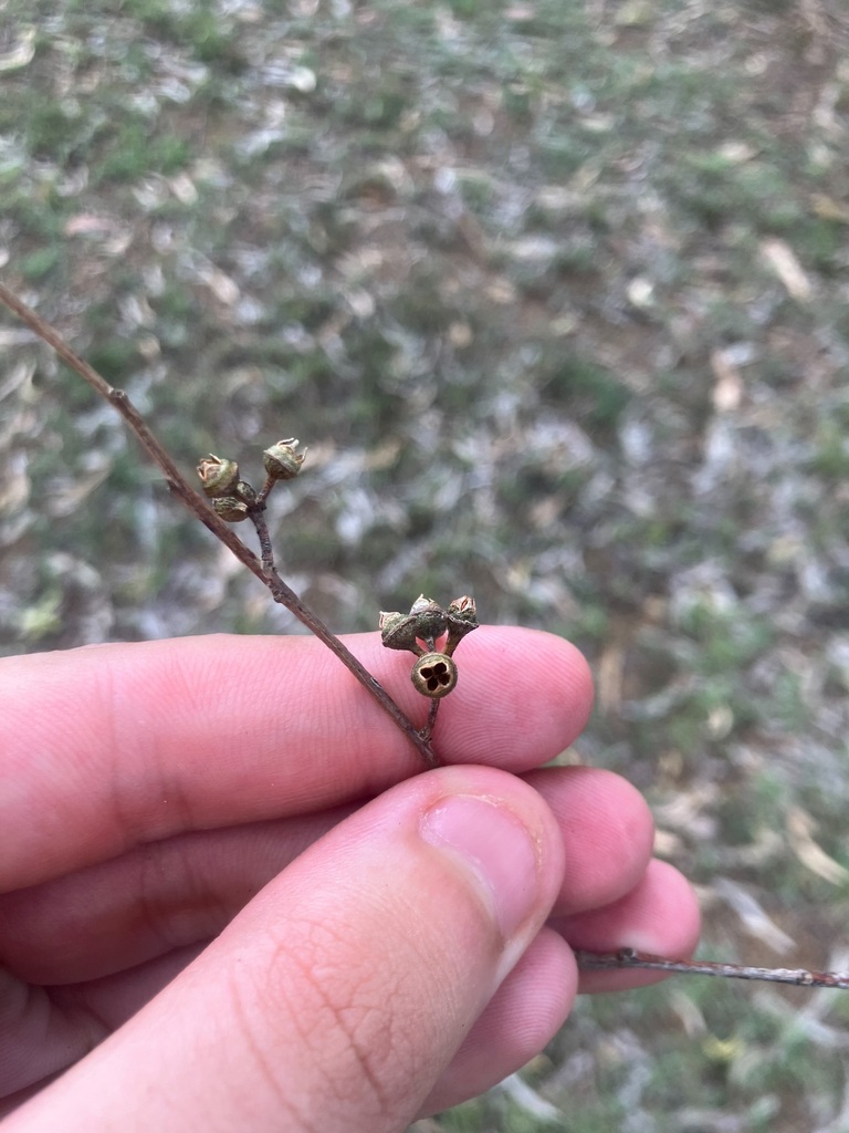 broad-leaved stringybark from Mount Crosby QLD 4306, Australia on ...
