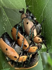 Pelidnota punctata