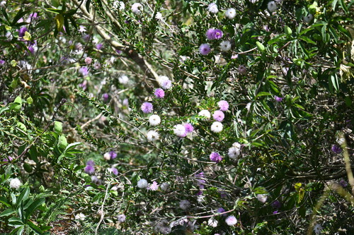 Melaleuca nesophila
