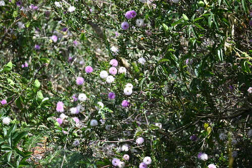 Melaleuca nesophila