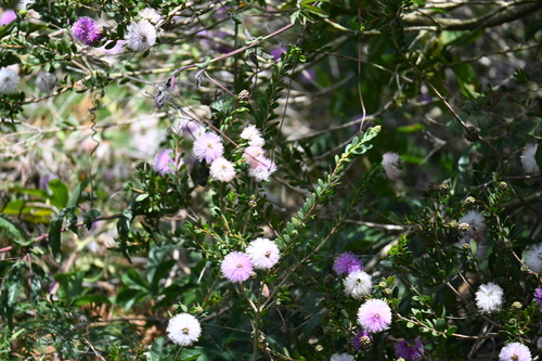 Melaleuca nesophila