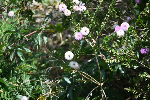 Melaleuca nesophila