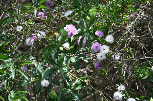 Melaleuca nesophila
