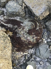 Cumagloia andersonii