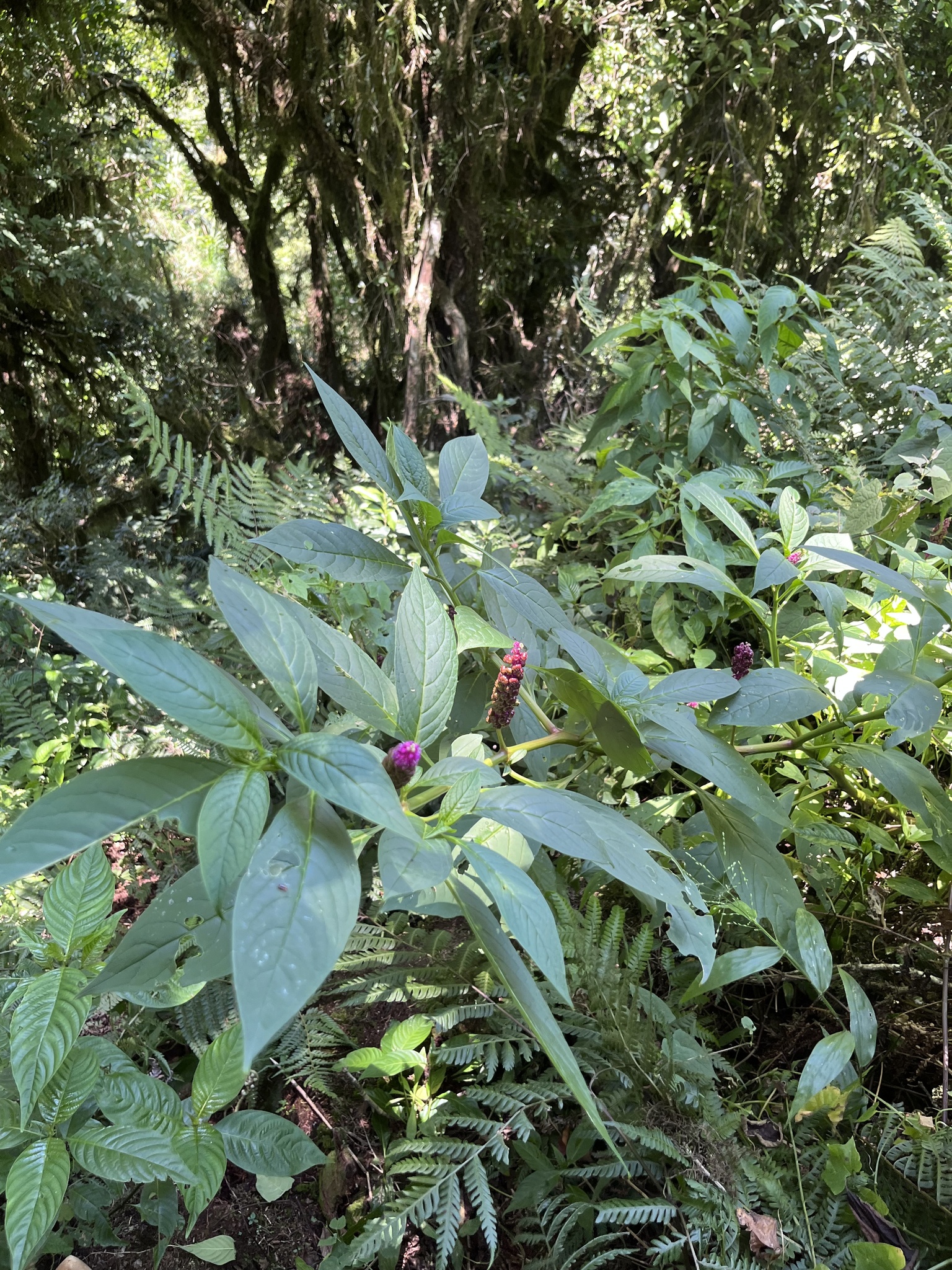Imagem de Boldo-gambá