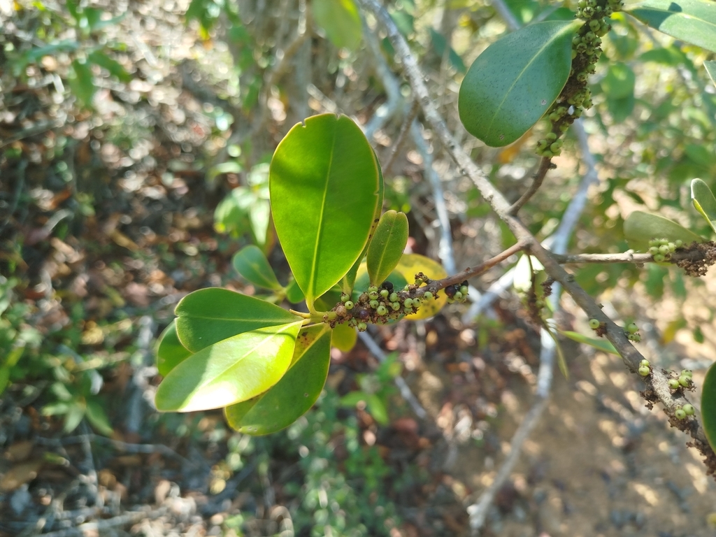 Foto de Capororoca