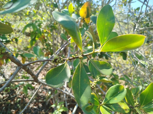 Foto de Capororoca