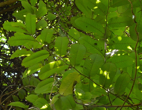 Foto de Caucho