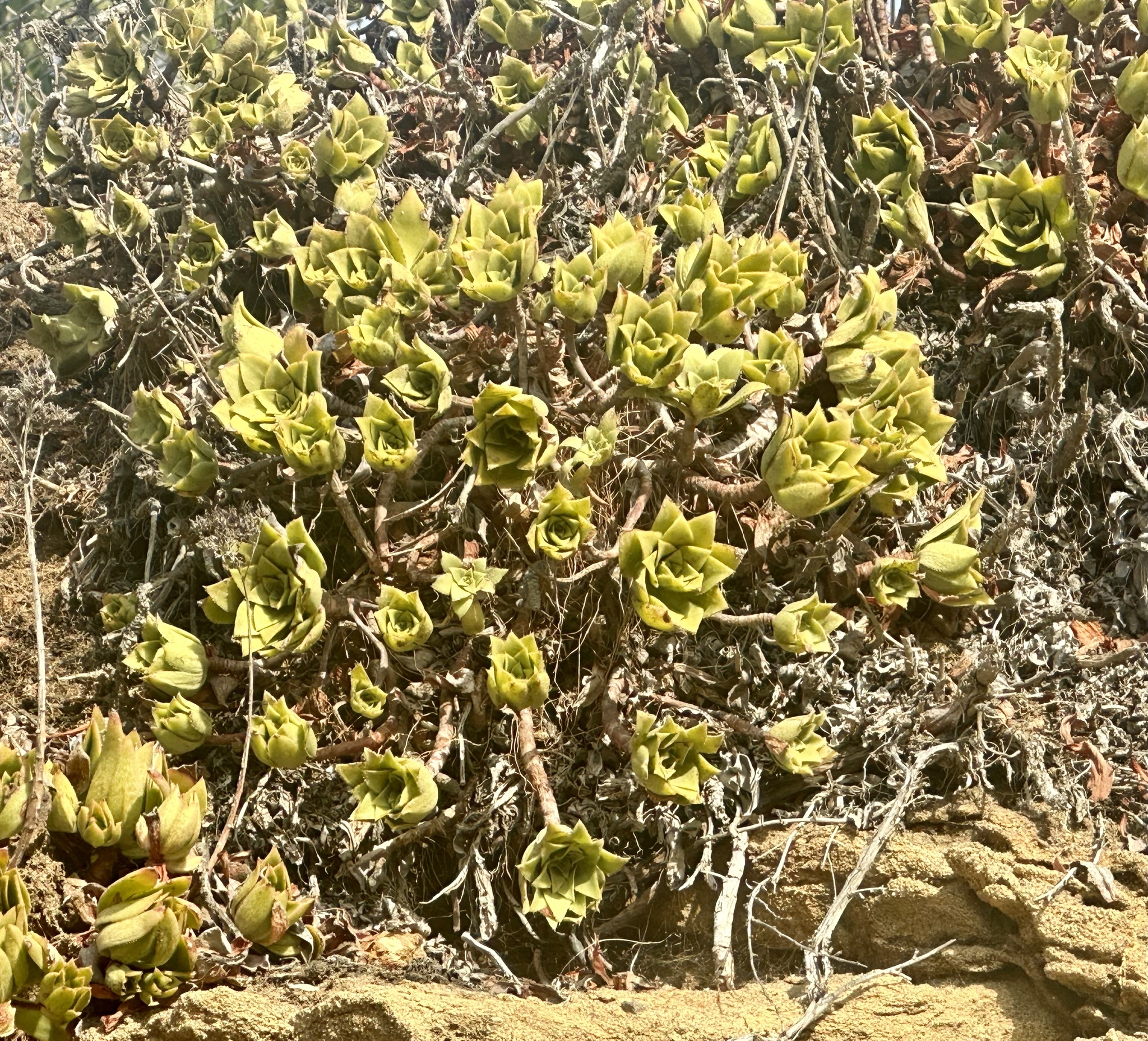 Imagem de Rosa-do-deserto