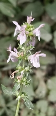 Stachys tenuifolia