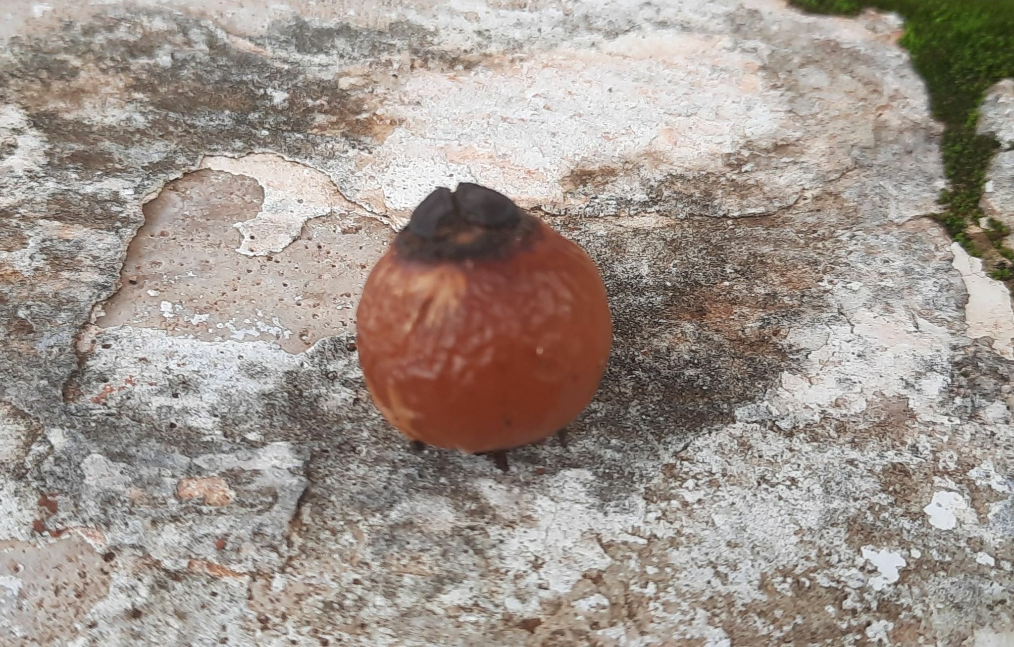 Imagem de Fruta-de-sabão