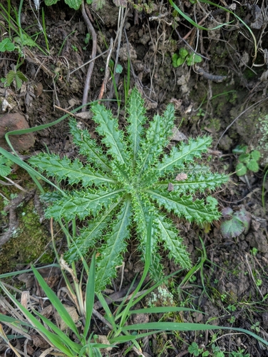 Foto de Cardo
