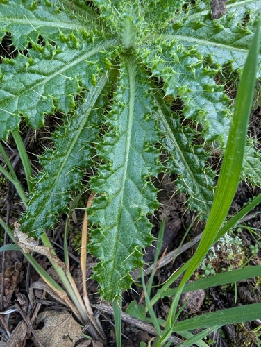 Foto de Cardo