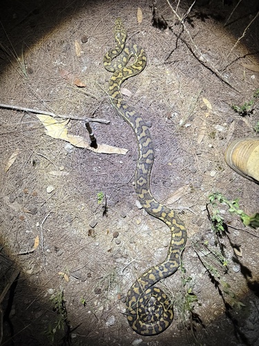 Coastal Carpet Python sighting