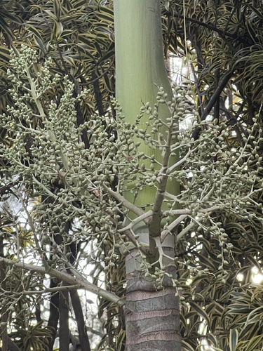 Foto de Palmeira
